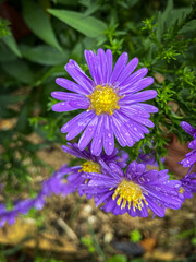 marguerite mauve et jaune © Francois