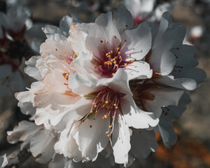 beautiful almond blossoms in a sunny day.