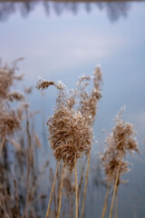 Dry reed bending over the water.