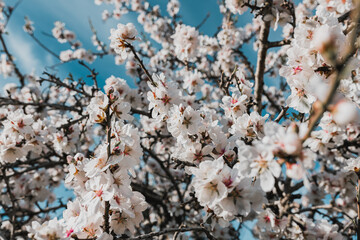 beautiful almond blossoms in a sunny day.