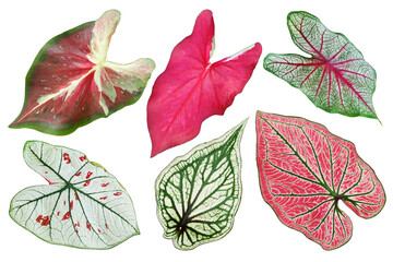 Set of Tropical Caladium Leaves Isolated on White Background with Clipping Path