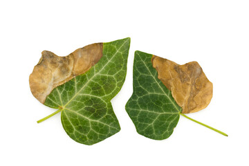 Ivy autumn half dried leaves close-up isolated on white background