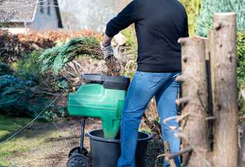 A worker is shredding branches of a Thuja hedge in a electric shredder.