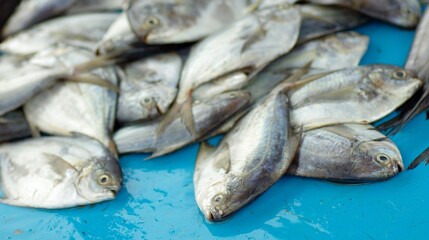 Fresh fish from Puerto Lopez seafood market, Puerto Lopez, Ecuador