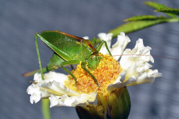 The green locust sits on a white flower