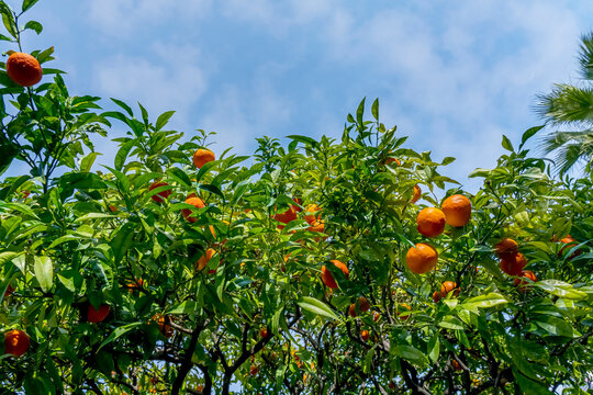 Branches with the juicy fruits of the tangerine trees in french riviera on a blue sky background. French oranges. High quality photo