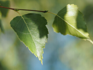 leaf of a tree