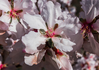 A bee on a white almond tree flower