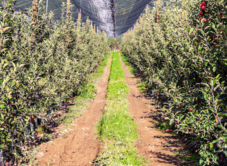 Apple trees