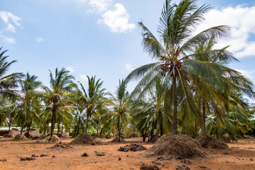Fototapeta na wymiar A large plantation of coconut palms
