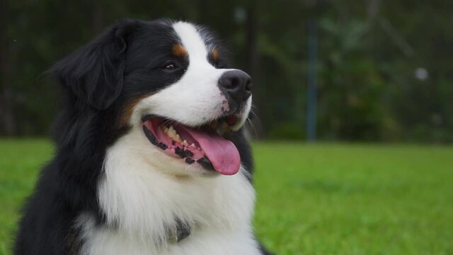 Bernese mountain dog lying in green garden