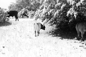Winter snow on Texas farm with calf under plant.