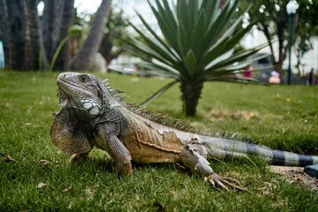 Green iguana in the seminario park resting on the grass, a park in the downtown of Guayaquil is home to hundreds of iguanas that share the day with national and foreign tourists