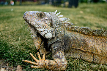 Green iguana in the seminario park resting on the grass, a park in the downtown of Guayaquil is home to hundreds of iguanas that share the day with national and foreign tourists