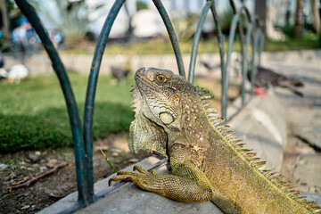 Green iguana in the seminario park resting on the grass, a park in the downtown of Guayaquil is home to hundreds of iguanas that share the day with national and foreign tourists