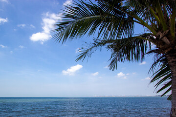Fototapeta na wymiar Coconut trees on the beach with clear skies