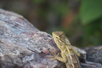 Girgit ( Indian chameleon)