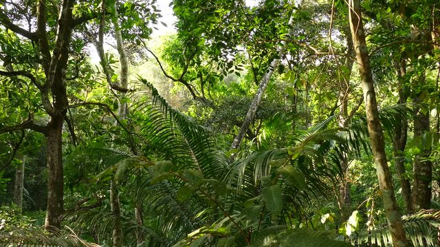 Dense tropical jungle on windy sunny day in static shot