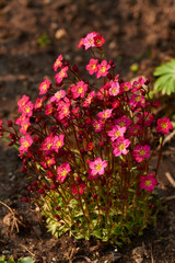 Moos-Steinbrech, Polster-Steinbrech	