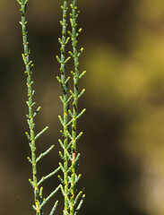Salicornia growing in salt marshes and beach