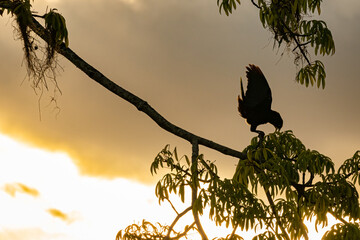 Oropendola or Conoto bird building a nest on a tree branch during a colorful sunrise