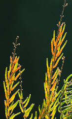 Salicornia growing in salt marshes and beach