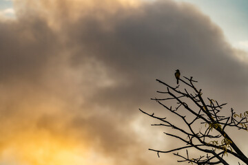 Oropendola or Conoto bird resting on a tree branch during a colorful sunrise