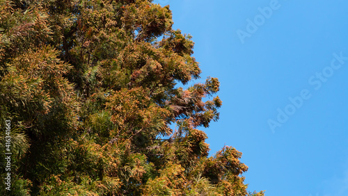 杉 花粉 Wall Mural Wallpaper Murals Wallsheaven Naka