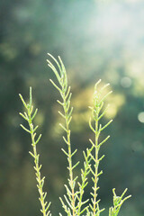 Salicornia growing in salt marshes and beach