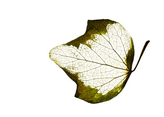 English Ivy skeletonized leaf macro shot