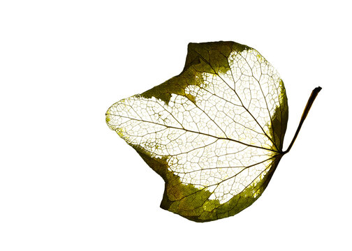 English Ivy skeletonized leaf macro shot