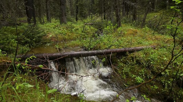 Small mountain stream tumbles over a beaver dam.  The stream is surrounded by green forest foliate and tree trunks.
