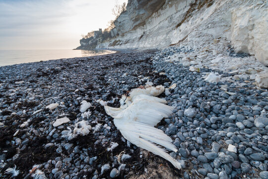 Dead body of Mute Swan on Stevns Klint beach at winter.