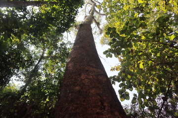 Fototapeta premium A Tall Tree at Lawachora National Forest