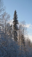 winter forest in the snow