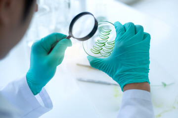 Close-up of a scientist in a green rubber glove hold magnifying glass to studying details of Aloe...