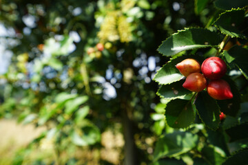 Avellanas rojas colgando