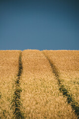 Fototapeta premium Wheat ears under golden shining and cloudy sky. The road through the field with wheat .Wonderful landscapes. Agriculture, harvesting.