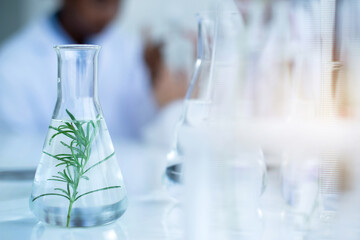 Close-up of rosemary leaves in Erlenmeyer flask for  biology class experiment at the laboratory,...