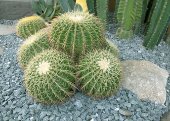 Beautiful desert cactus with many thorns