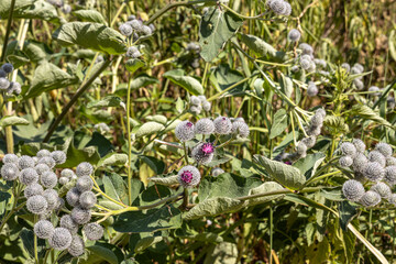 Purple wooly burdock flowers are in the garden in summer on a blurred green background