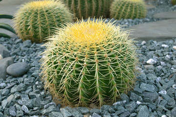 Echinocactus grusonii or Golden barrel cactus is a kind of popular cactus used to decorate the garden.