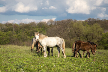 Fototapeta na wymiar Wild free horses eating and walking in Pirin mountain, Bulgraia. Moving around.