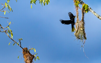 Oropendola or Conoto bird building a nest on a tree branch.
