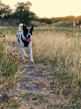 Jack Russell terrier running at sunset in a field at a dog park in Austin Texas