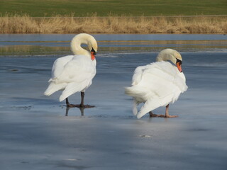 Gefieder putzen Schwan