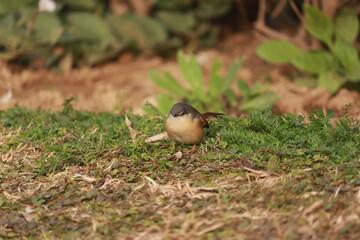 Robin Sparrow on the grass