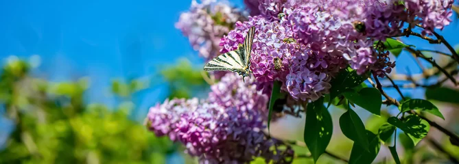 Poster Purple lilac flowers on a sunny day in the park. Nature blurred green background of leaves. Butterfly on a blooming lilac. © Liubov