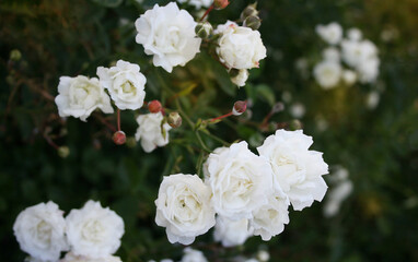 Obraz na płótnie Canvas White small roses in the garden