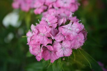 Pink lush flowers with dew drops, turkish carnation, hottensia, sweet william